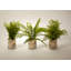 Plant in Glass Jar