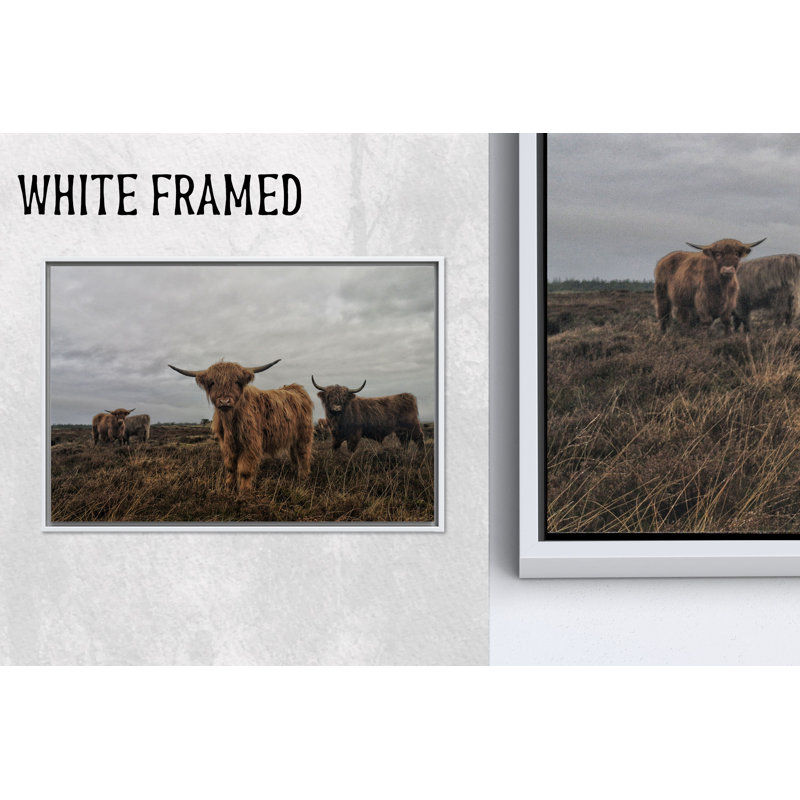 Impression sur toile Highland Cow: Animal Art Decor, Modern Farmhouse, 1P WhiteFramedCanves, 23,7 po H x 31,6 po l