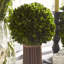 Preserved Greens Topiary, Hedge Plant in-1214296199