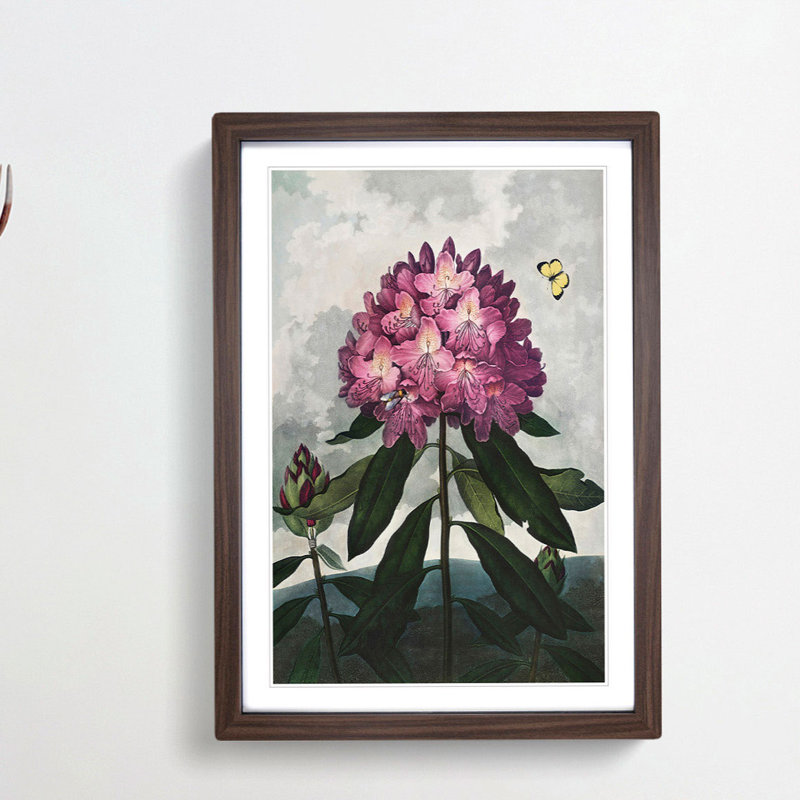 Rhododendron Flowers by R.J. Thornton - Picture Frame Painting Print, 36cm H x 27cm W x 2cm D, Walnut Framed