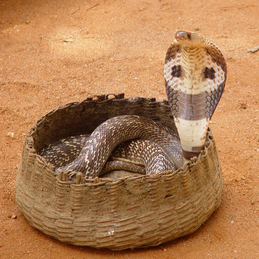 Cobra Snake In Basket by Mseidelch - Druck