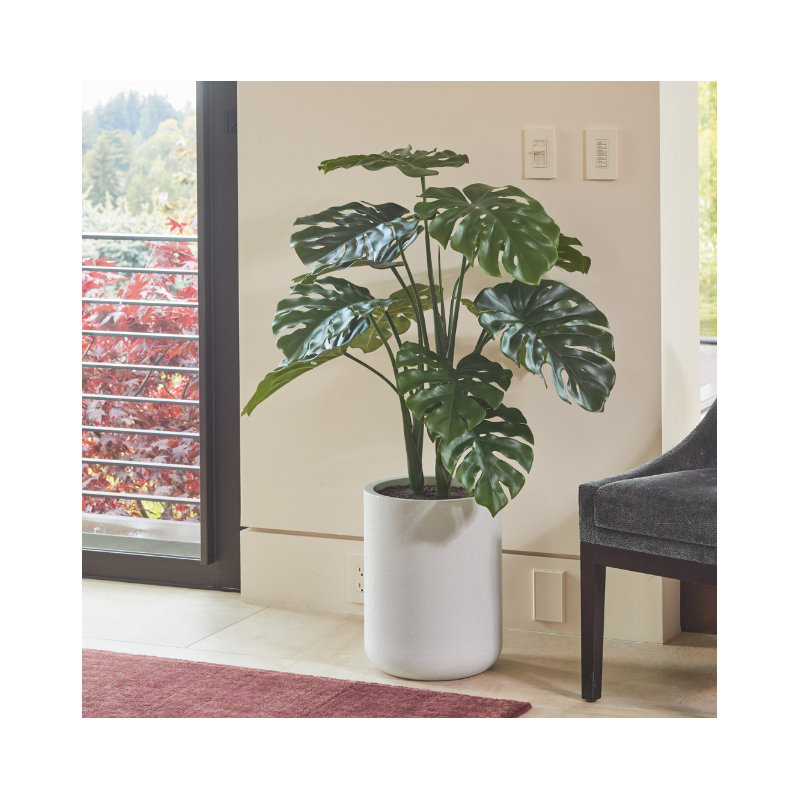 TREE MONSTERA POT 4FT