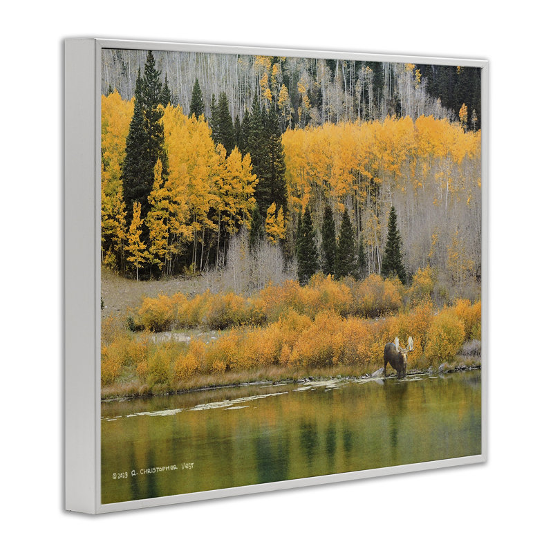 «Moose at Priest Lake», art de la giclée encadrée par Chris Vest, H 16 po x l 20 po, Giclée encadrée blanc bord de mer