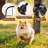 Amatucci Extension Pet Gate