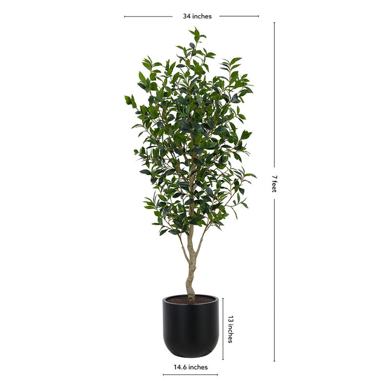 ARBRE LAUREL POT 7 pi