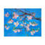 «Cherry Blossoms» par Sharon Pitts - peinture sur toile tendue-2420472