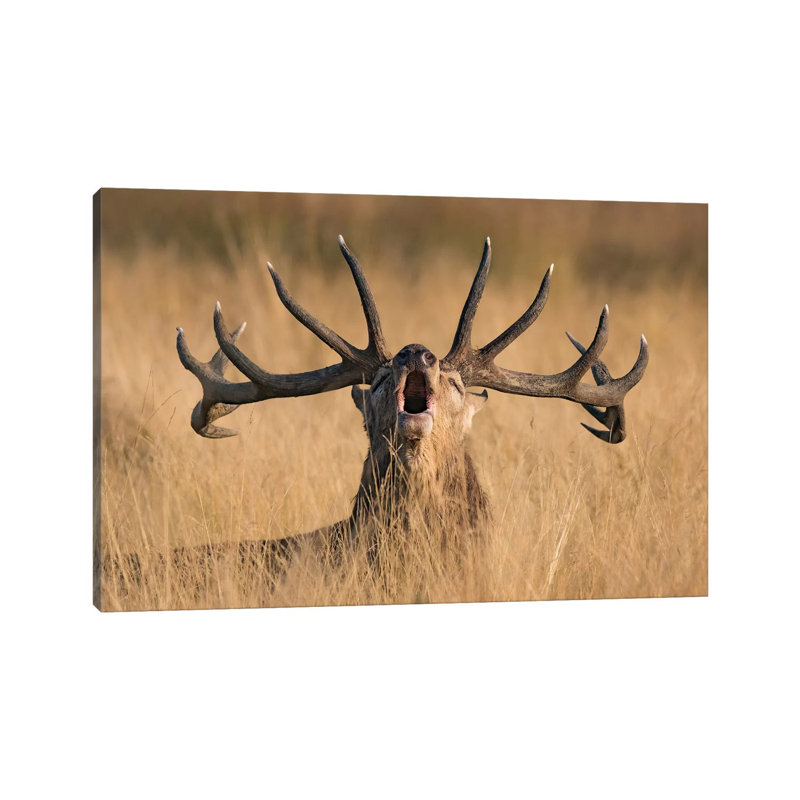 Ready to Rut 1 Piece Wrapped Canvas Wall Art, 66.04 cm H x 45.72 cm W x 3.175 cm D