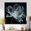 Anémone blanche transparente sur fond noir - autres plantes et fleurs-104687945-104687952