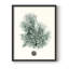 Antique encadré corail V encadré V - bois massif-1460599620-1460599672