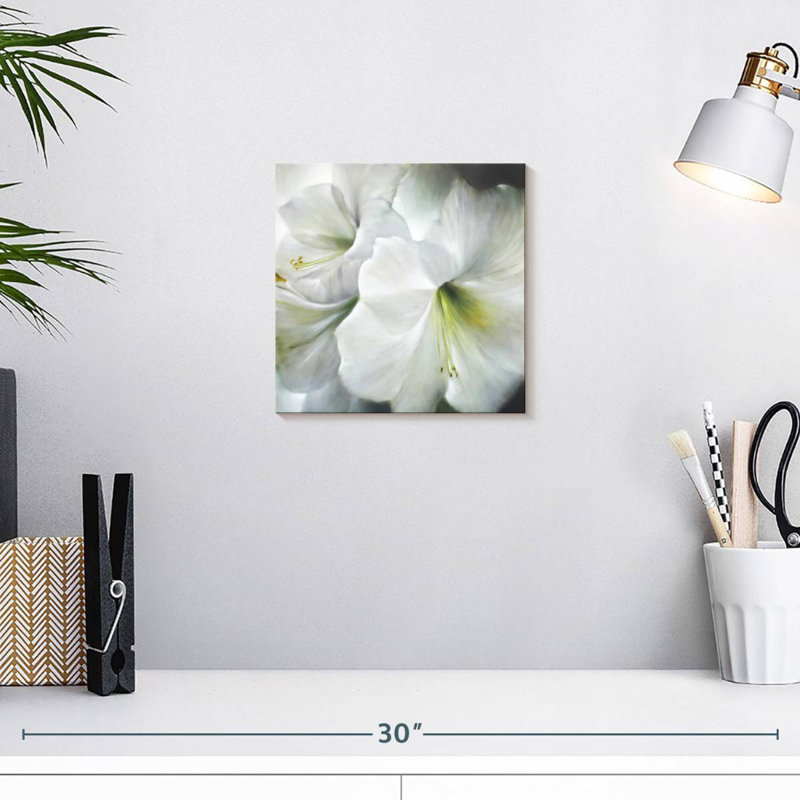 Amaryllis blanc Harnek II, H 10 po x l 10 po