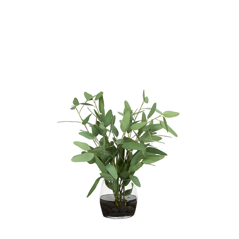 Eucalyptus bleu dans un vase en verre