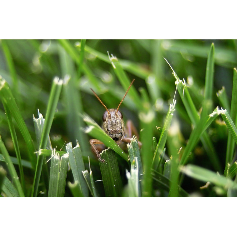 Sauterelle dans l'herbe par Jhorrocks, H 32 po x l 48 po