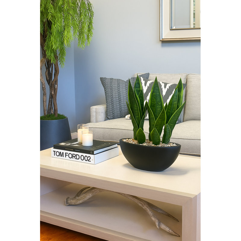 Snake Plant with Rocks in a Fiberstone Pot