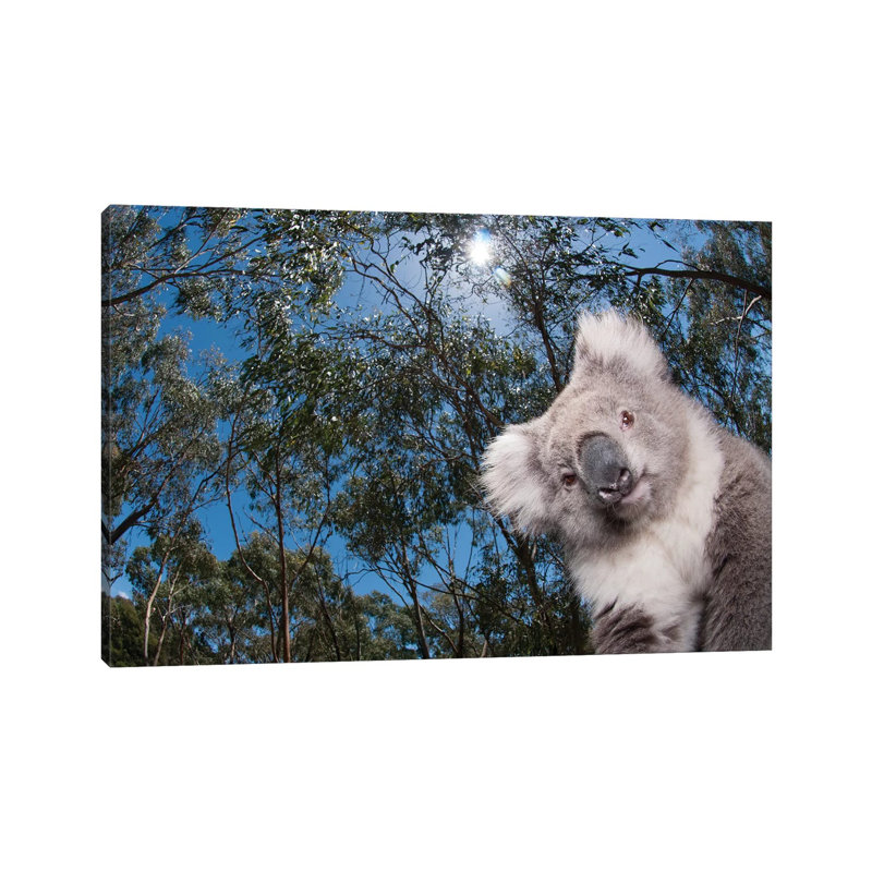 Koala In Gum Tree Forest, Victoria, Australia by Tui De Roy - Wrapped Canvas Print, 101.6 cm H x 66.04 cm W x 1.91 cm D