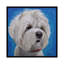 « maltais shihtzu mix pipa », reproduction sur toile tendue Hippie Hound Studios-72434195-72434196-72434197