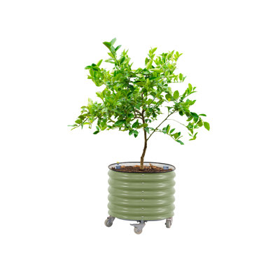 Jardinière d'extérieur ronde en métal à arrosage automatique, roulante, 22 po de hauteur et 24 po de largeur