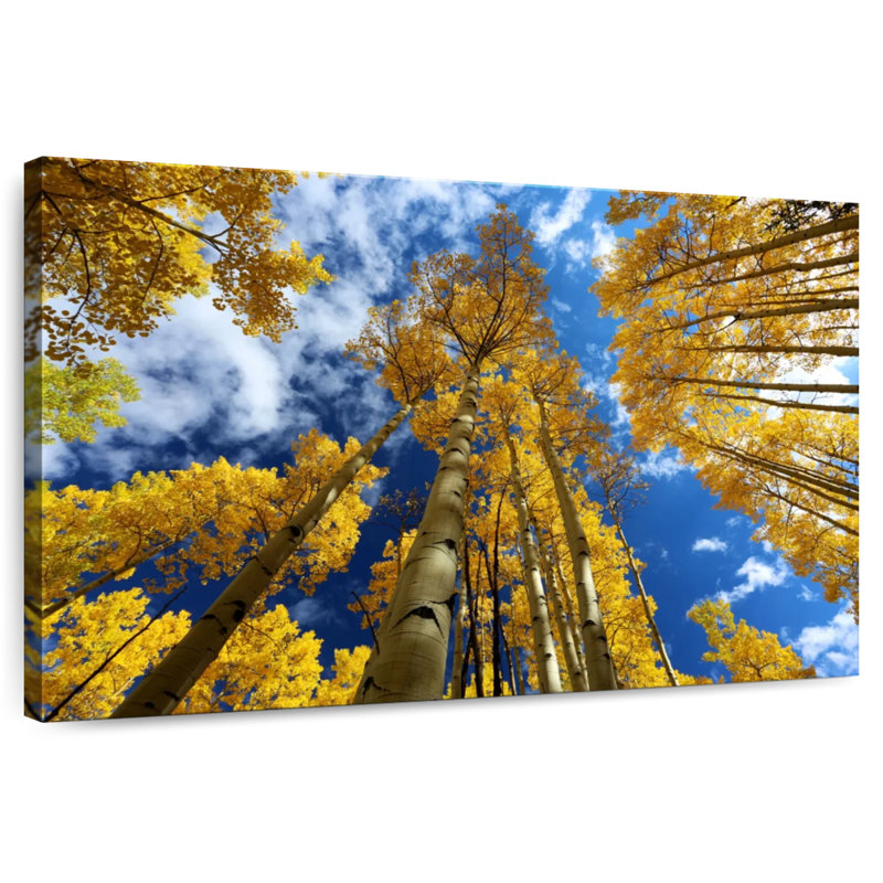 Harnek Aspens à feuilles d'or, H 8 po x l 12 po
