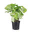 Live White Butterfly Plant-49662091