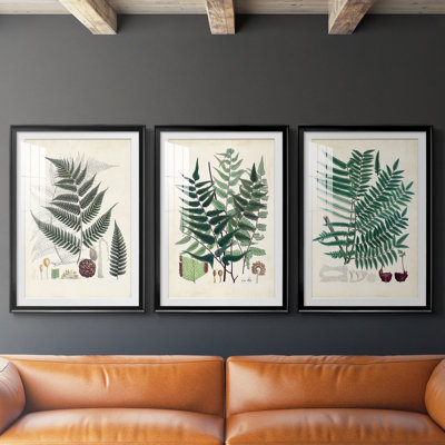 Collected Ferns VI  -Custom Framed  Premium Print W Matt - 3 Pieces