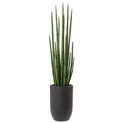 55,5 plante