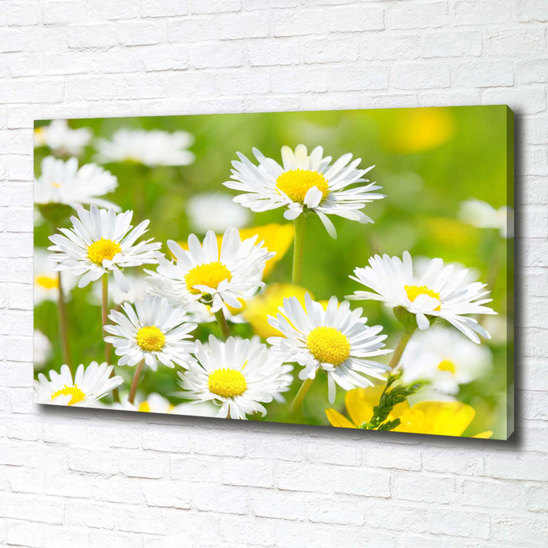 Daisies - Wrapped Canvas Print