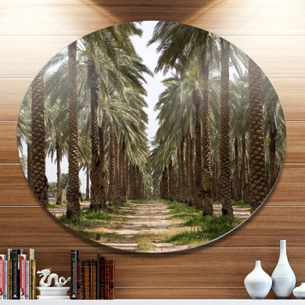 'Date Palm Plantation Photography' Photographic Print on Metal