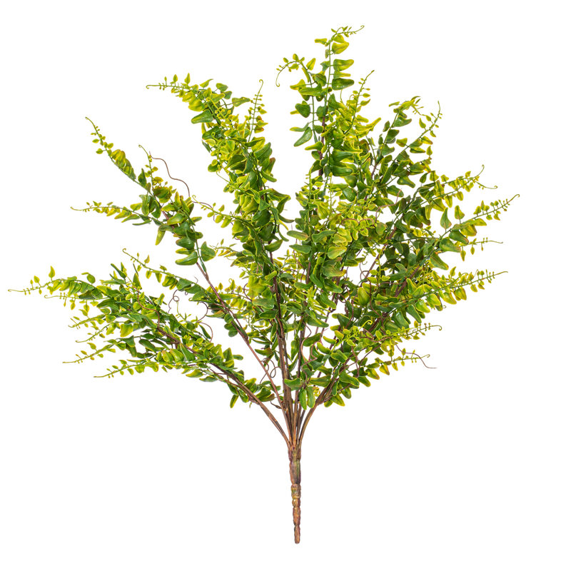 Fern Arrangement