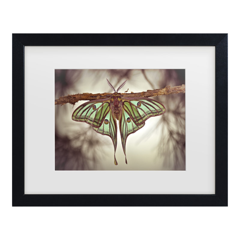 Jimmy Hoffman Mariposa Isabelina, H 13 po x l 16 po, Noir, noir, noir, noir