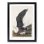 Black-Backed Gull by John James Audubon - Picture Frame Art Print-55512331-55512330