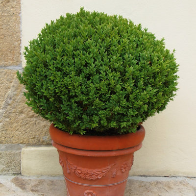 1 gal. Boxwood Wintergreen (4-Pack)