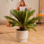 Sago Palm Tree in Décor Planter