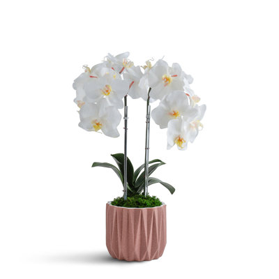 Double Orchid in Geometric Container