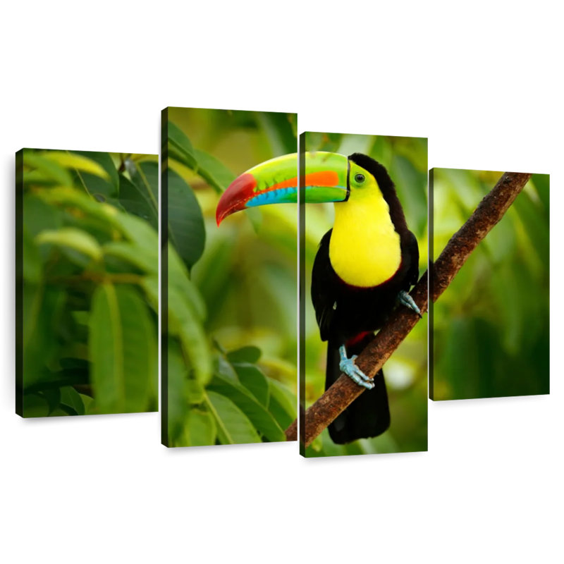 Toucan ronce sur un arbre