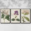 Ensemble de 3 pièces encadrées sur toile Antique Botanical Collection-97759282-97759286