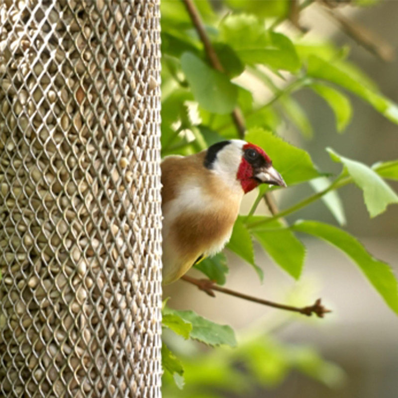 Arielah Metal Hanging Tube Bird Feeder