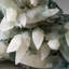 Calcite from Castelinho Mine, Alto Uruguai, Rio Grande do Sul, Brazil