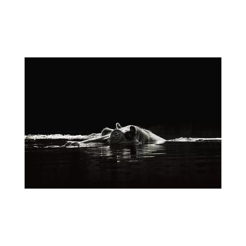 B&W Hippo at Waters Edge 1 Piece Wall Art on Canvas, 66.04 cm H x 45.72 cm W x 1.91 cm D, Wrapped Canvas