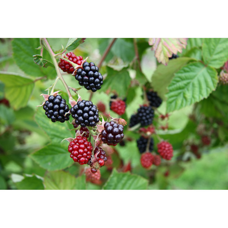 Blackberries by Lvenks - Wrapped Canvas Print, 51cm H x 76cm W x 3.8cm D