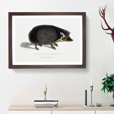 Collared Hedgehog by John Edward Gray - Framed Print