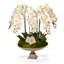 Orchid Flowering in Urn-1177800293