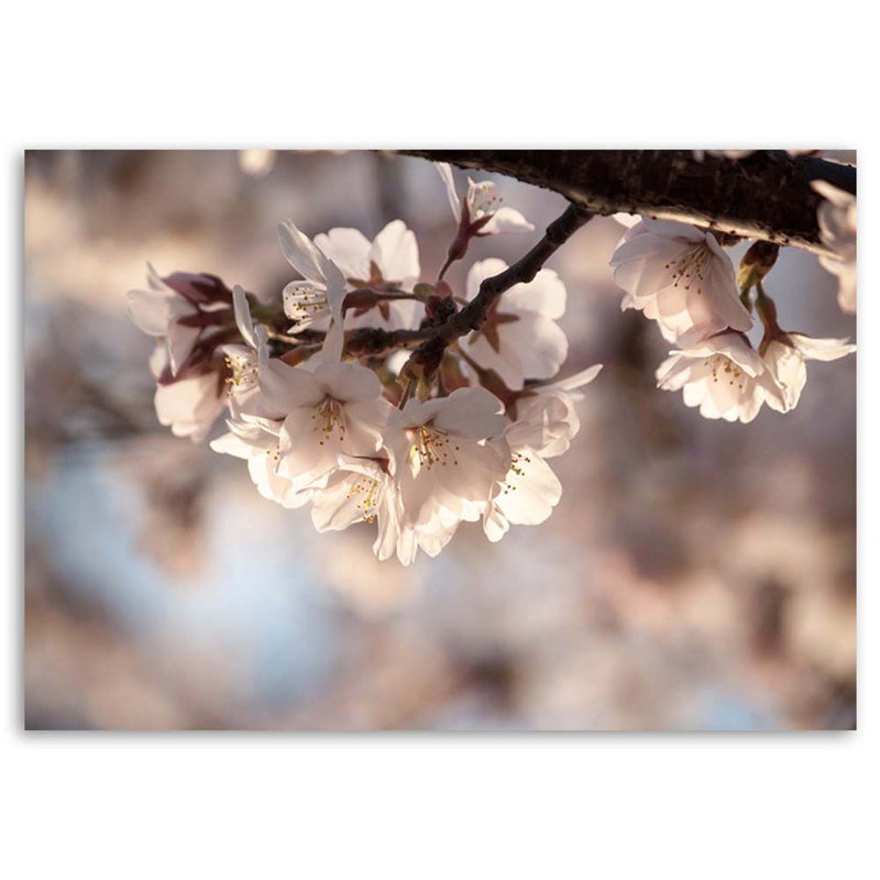 Cherry Blossom - Wrapped Canvas Print, 60cm H x 90cm W