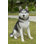 Animals Weather Resistant Water Resistant UV Resistant Polyresin Garden Statue
