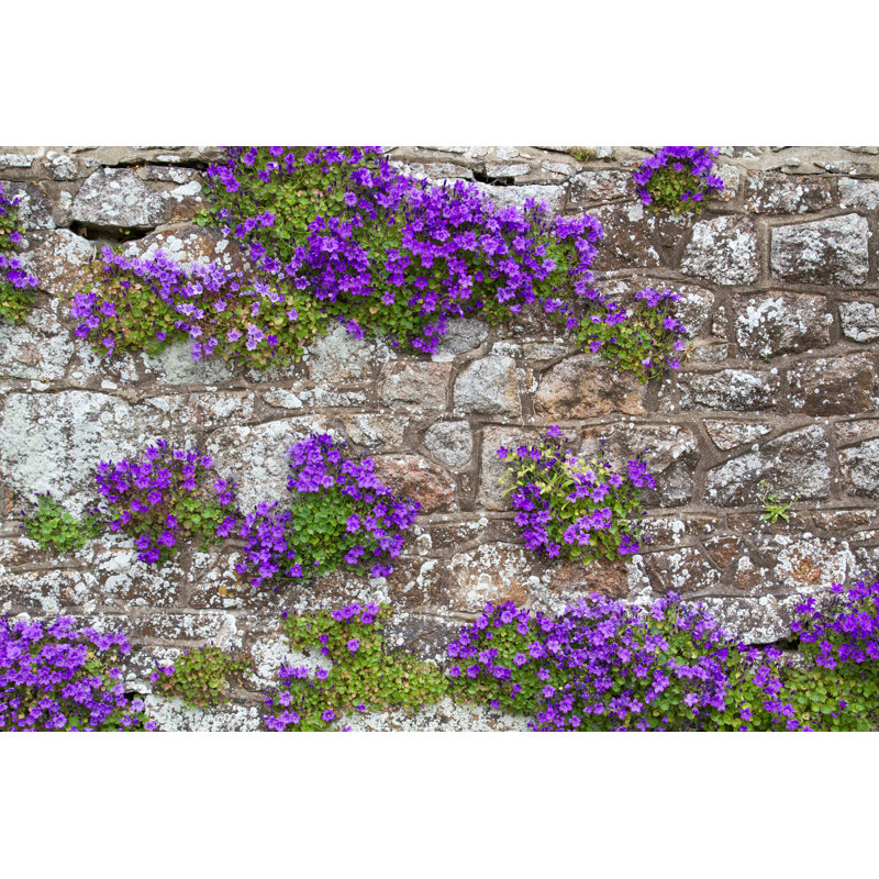 Adria Bellflower by HaraldBiebel - Wrapped Canvas Print, 20cm H x 30cm W