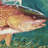  Guy Harvey Redfish Area Rug-445415458