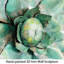 Décoration murale succulent