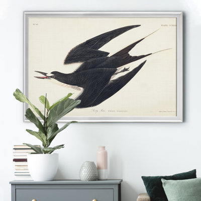 " Pl 235 Sooty Tern "
