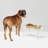 Tall Clear Elevated Feeder with Bowls-155886148