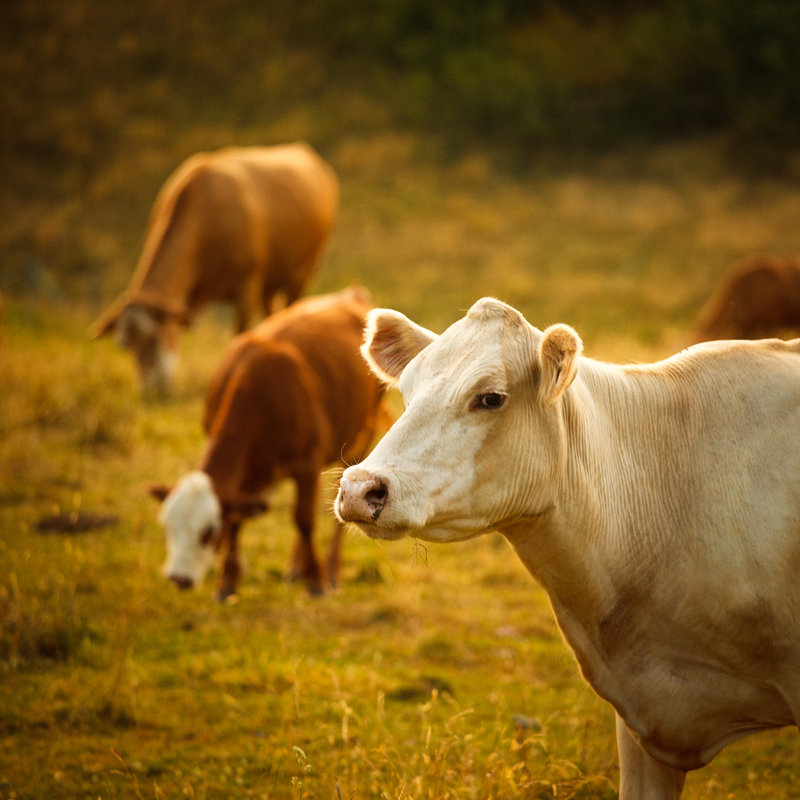 Cattle Grazing In A Small Valley - Wrapped Canvas Print, 51cm H x 51cm W x 3.8cm D