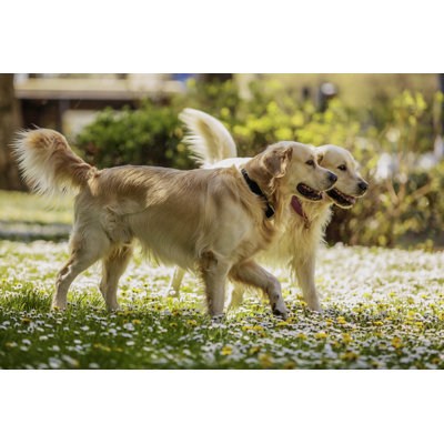Retriever's jouer dans le parc par Malivoja - photographie sur toile tendue