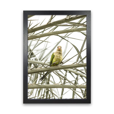 Parrot by Victoria Frost - Print
